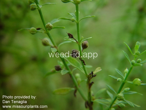 goatweed